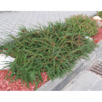 Кизильник горизонтальный