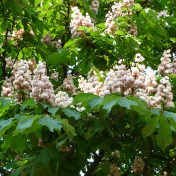 Каштан конский "Baumannii"