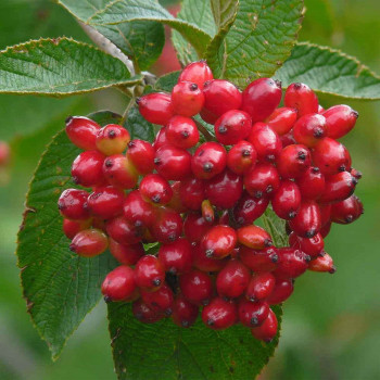 Калина гордовина (Viburnum lantana)