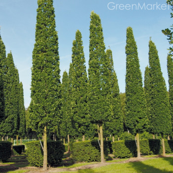 Дуб черешчатый "Fastigiata Koster"