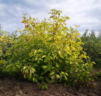 Дерен белый "Aurea"