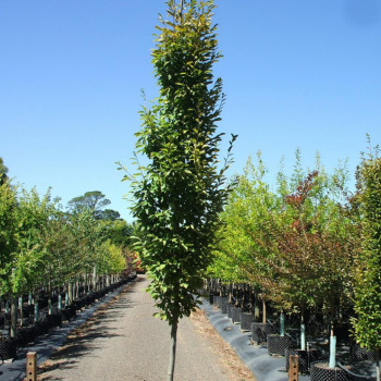 Граб обыкновенный "Fastigiata"