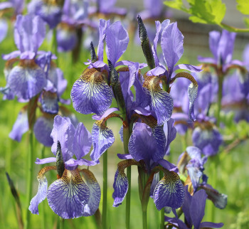 Ирис сибирский, синий (Iris sibirica)