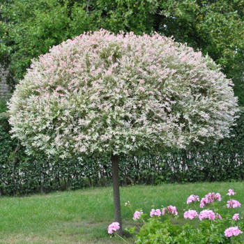 Ива цельнолистная «Хакуро Нишики» (Salix integra 'Hakuro-nishiki')