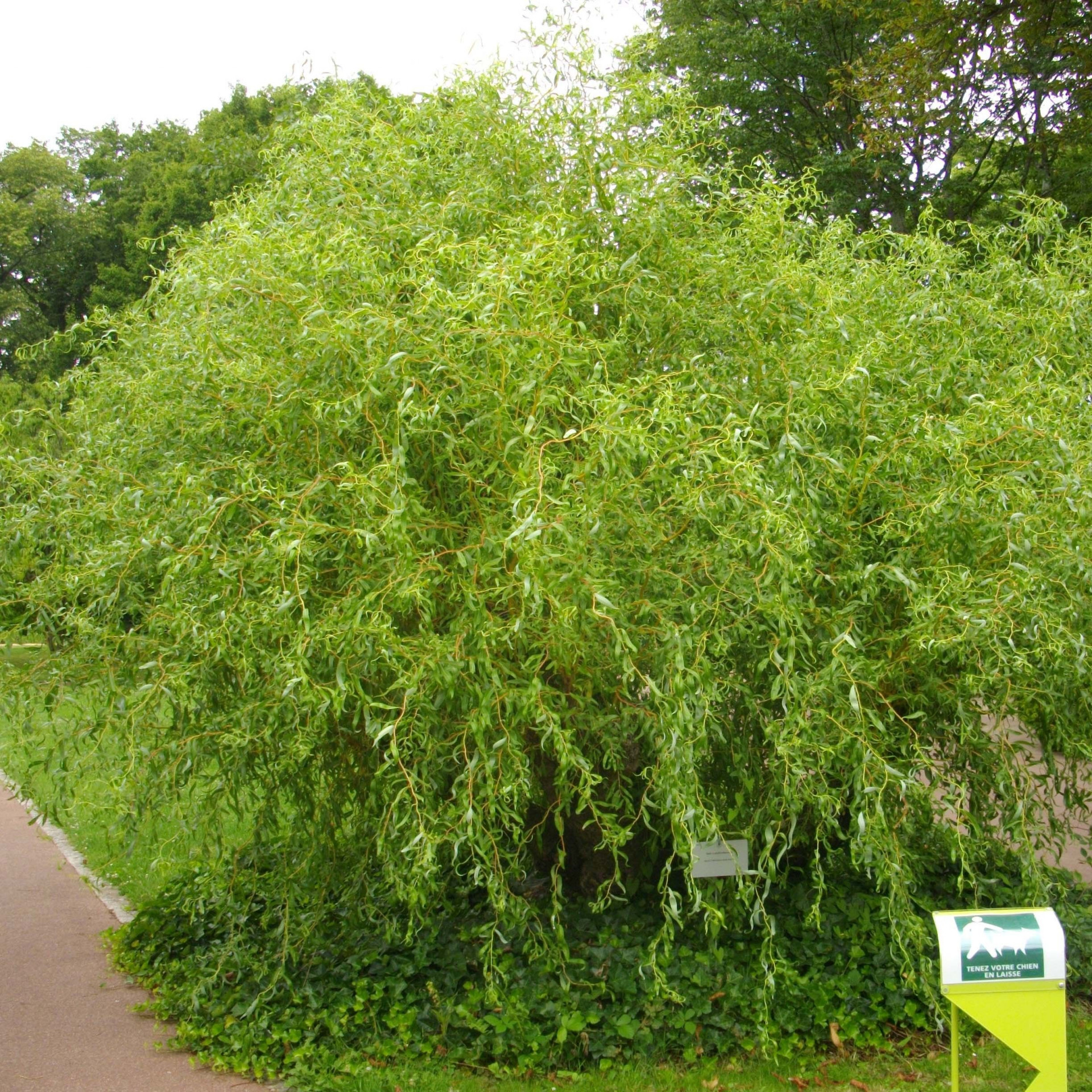 Ива плакучая - Salix x sepulcralis 'Erythroflexuosa' куст