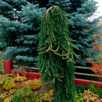 Ель обыкновенная "Inversa"