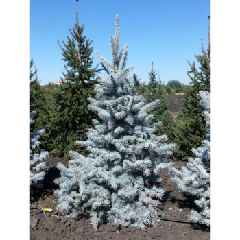 Ель колючая "Hoopsii"