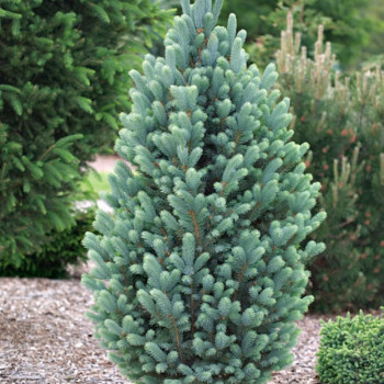 Ель колючая  "Iseli Fastigiata"