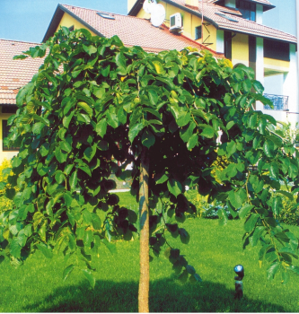 Вяз малый "Pendula"