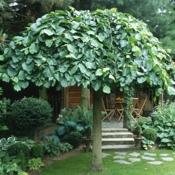 Вяз "Кампердоуни"