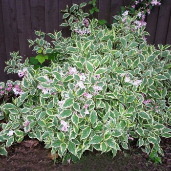 Вейгела цветущая «Нана Вариегата» (Weigela florida 'Nana Variegata')