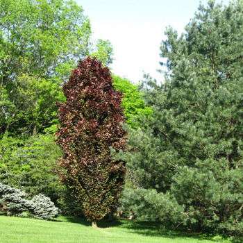 Бук лесной "Rohan Obelisk"