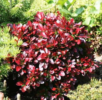 Барбарис Тунберга «Багатель» (Berberis thunbergii 'Bagatelle')