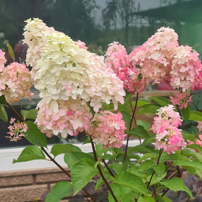 Сезон гортензий в разгаре!