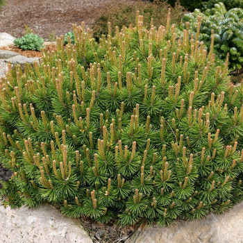 Сосна горная "Pumilio"