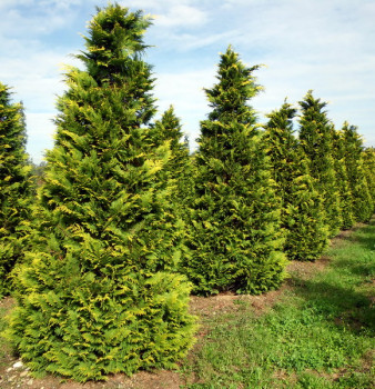 Кипарисовик Лавсона "Stardust"