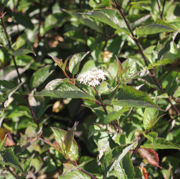 Дерен белый «Кессельринги» (Cornus alba 'Kesselringii')