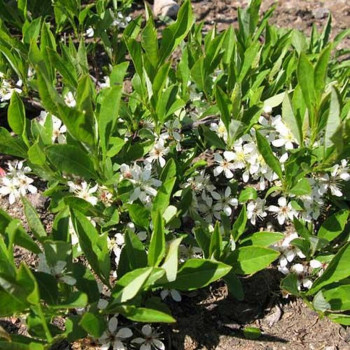 Вишня карликовая "Depressa"