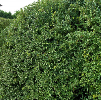 Бирючина туполистная "Massif"