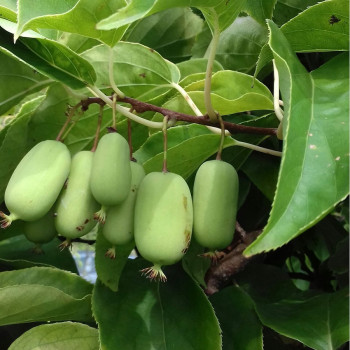 Актинидия аргута «Джамбо» (Actinidia arguta 'Jumbo')