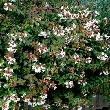 Абелия крупноцветкоаая "Prostrata"