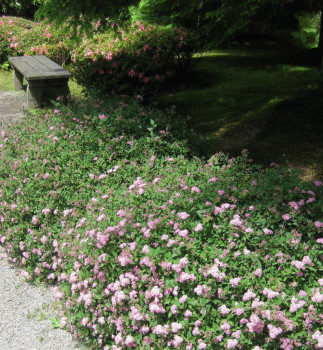 Спирея японская "Japanese Dwarf"