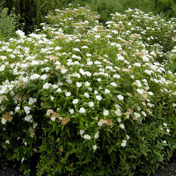 Спирея японская "Albiflora"
