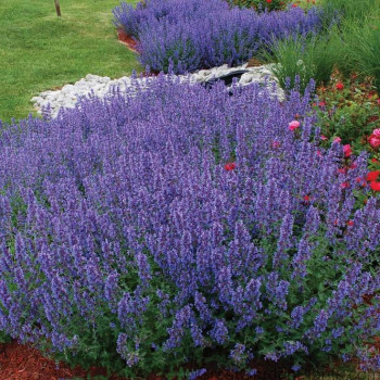 Котовник «Уокерс Лоу» (Nepeta racemosa 'Walker's Low')