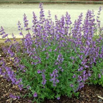 Котовник Фассена "Кит кэт" (Nepeta × faassenii 'Kit Cat')