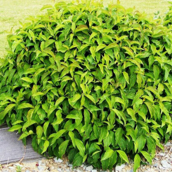 Дерен отпрысковый "Kelseyi"