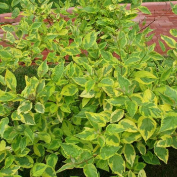 Дерен белый «Шпета» (Cornus alba 'Spaethii')
