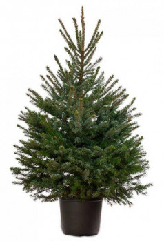 Ель серебская