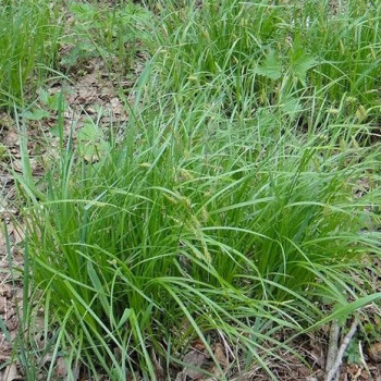 Осока Арнелла (Carex arnellii)
