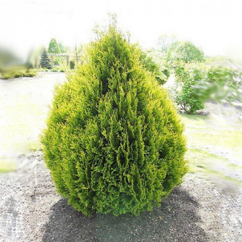 Туя складчатая «Корник» (Thuja plicata 'Kórnik')