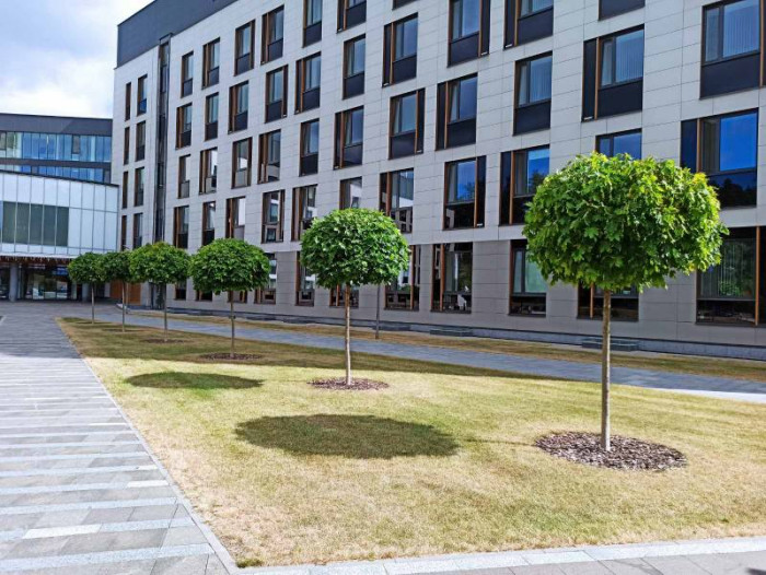 Стрижка и корректирующая обрезка деревьев и кустарников