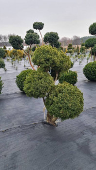 Ель коника (стриженная форма)