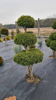 Ель коника стриженная форма. 120 см