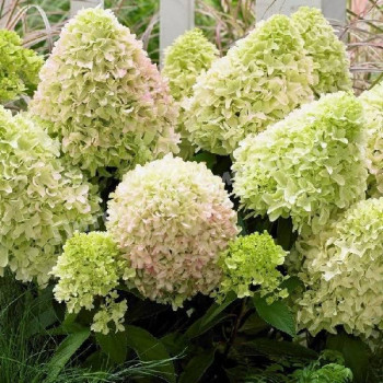 Гортензия метельчатая «Литтл Фреско» (Hydrangea paniculata 'Little Fresco')