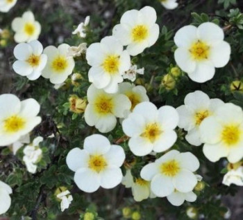 Лапчатка кустарниковая "Primerose Beauty"