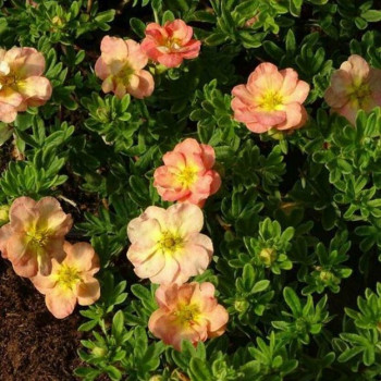 Лапчатка кустарниковая "Bella Apple"