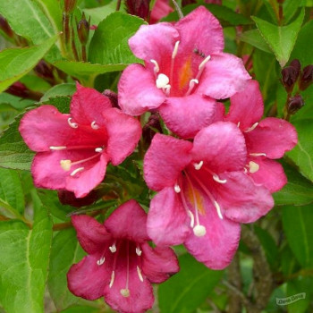 Вейгела гибридная «Бристоль Руби» (Weigela 'Bristol Ruby')