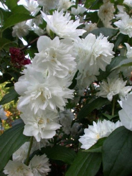 Чубушник Schneesturm