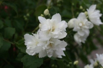 Чубушник Minnesota Snowflake