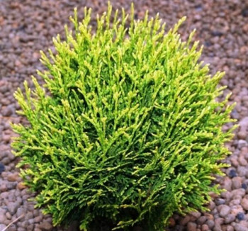 Туя западная "Waterfield"