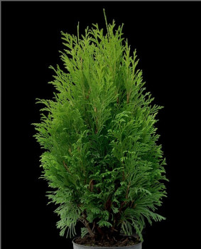 Туя западная "Tip Top"