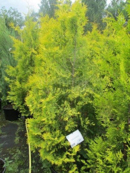 Туя западная "Sunkist"