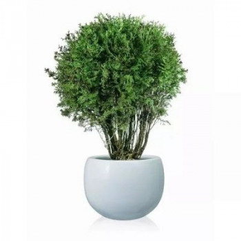 Туя западная "Little Gem"