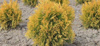 Туя западная "Golden Anne"