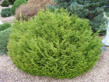 Туевик поникающий ''Nana''