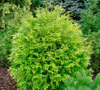 Туевик поникающий ''Aurea''